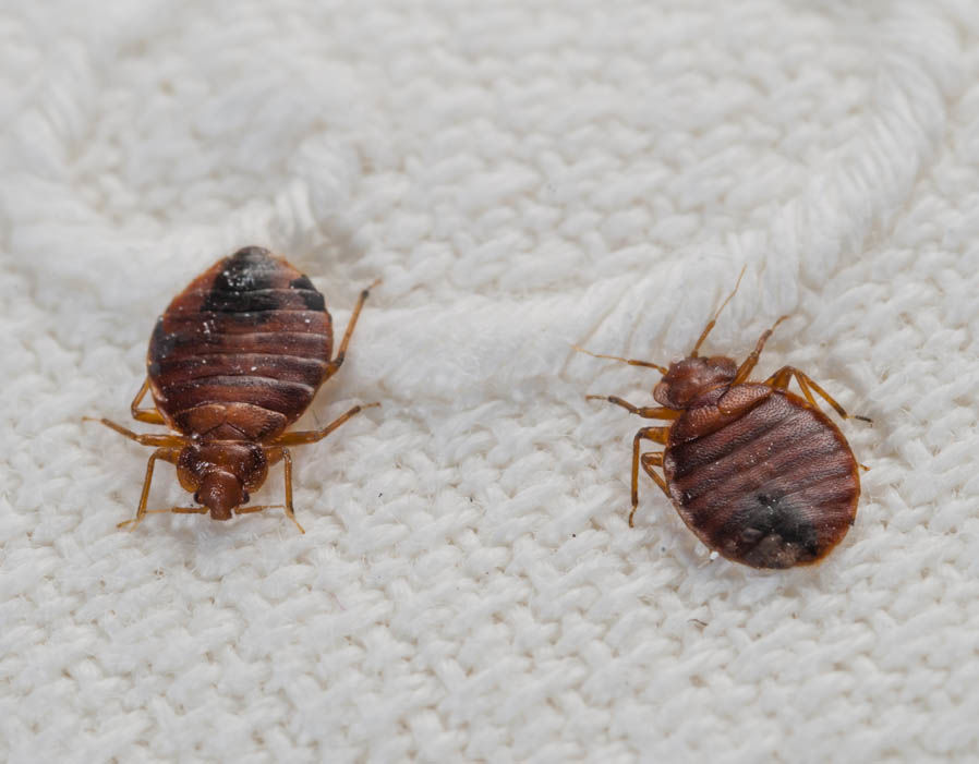 How to Get Rid of Bedbugs and Cockroaches in Your House